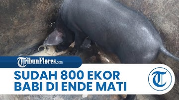 Awal Tahun 2025, Sudah 800 Ekor Babi di Ende Mati Mendadak