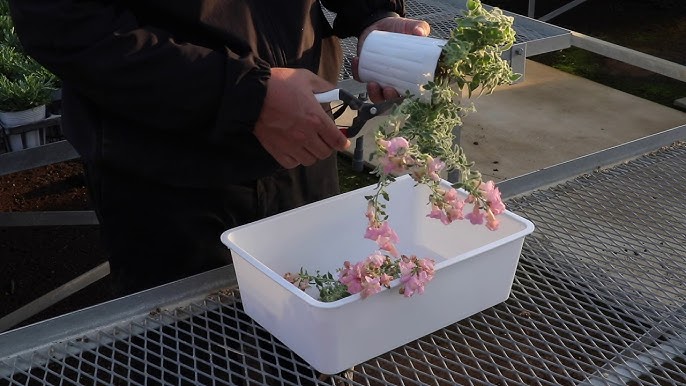 リナリアの育て方 植え方 花がら摘み 蕾と花の見分け方 肥料の使い方 切り戻し 耐寒性 Youtube リナリアの育て方 植え方 花がら摘み 蕾と花の見分け方 肥料の使い方 切り戻し 耐寒性 Youtube