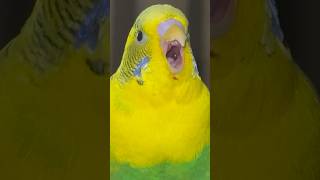 Kuşum canavara dönüştü 🥵😱😱😱😱😱 #muhabbetkuşu #muhabbetkuşuseverler #funny #challenge