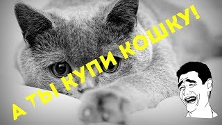 Купи кошку в мешке! Развод на ОЛХ! Купи кошку в мешке! Развод на ОЛХ!
