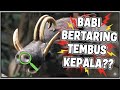"BABI BERTARING TEMBUS KEPALA?! Misteri Babirusa Sulawesi yang Bikin Merinding