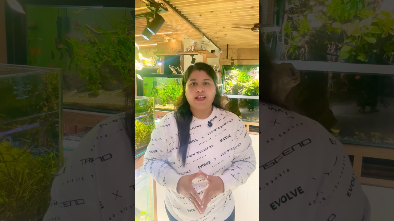 Top 10 Most Sold Aquarium Fishes | Blessings aquarium 