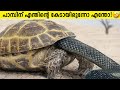     animals messed with wrong opponents malayalam  storify