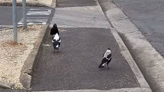 The Battle of The Bun: Crow v Magpies