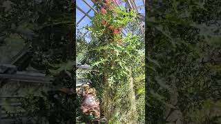 Basel Botanical Garden p. 4 😊🌷🥀🌺🌹🌴🌾🌳🌲Switzerland @yosha28