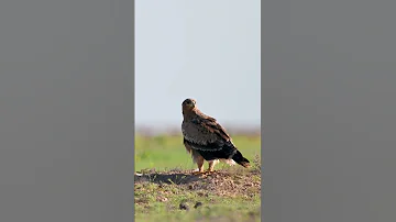 Степной орёл | Steppe eagle