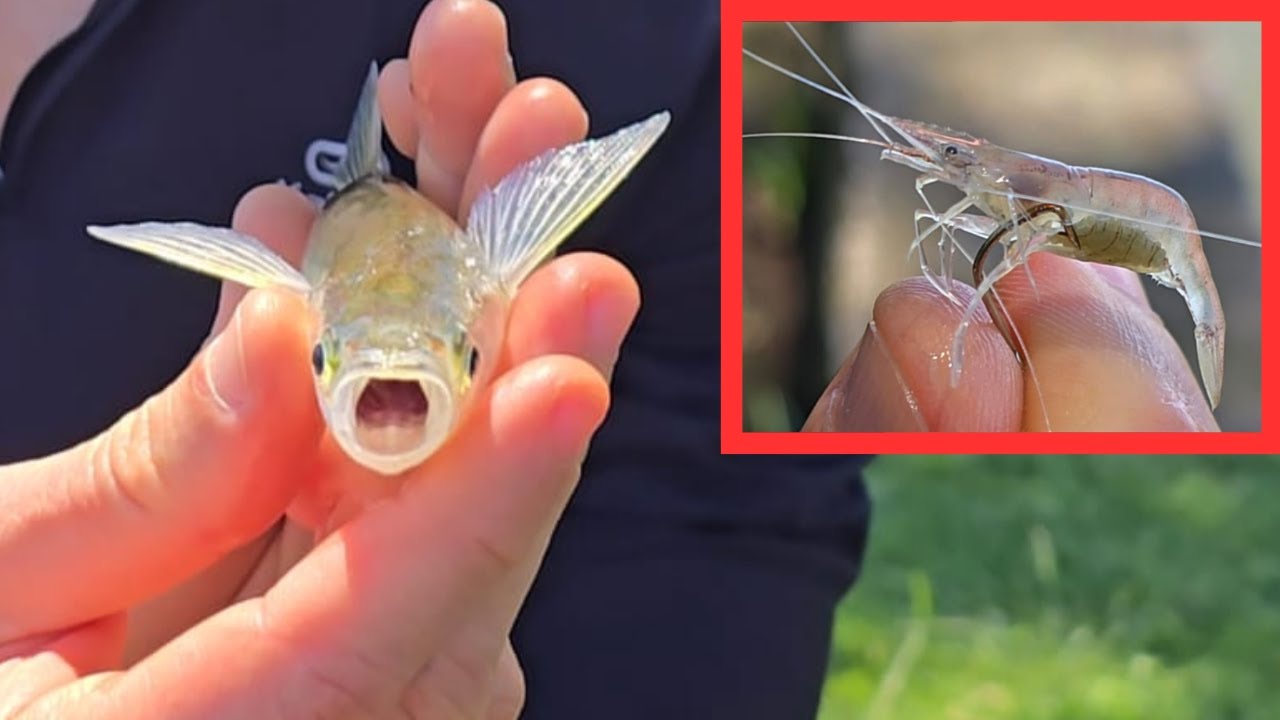 Pesca de Pejerrey con Camarones en Laguna Chascomús 