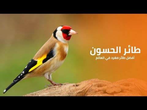 طائر الحسون أفضل طائر مغرد في العالم كويست عربية Quest Arabiya