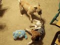 Rufus and Astro