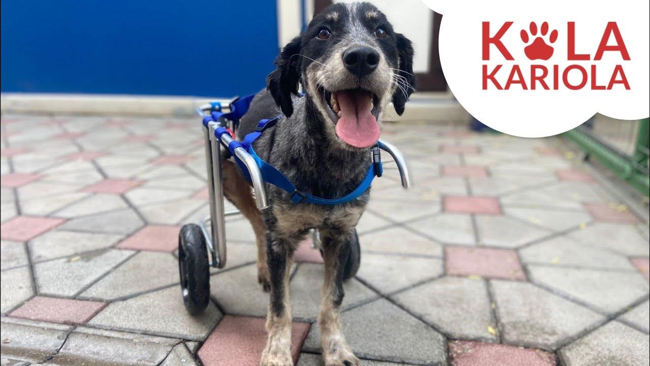 Dog rescue Yoyo YouTube