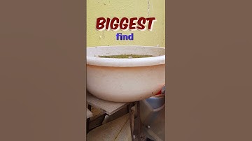 Trick for growing out Brine Shrimp! - Artemia is the BEST Fish Food #shortsfeed