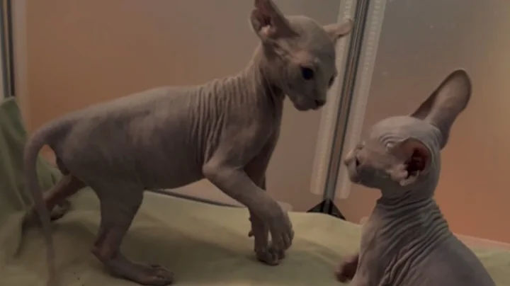 Watch the video about Friday Night Cat Fight