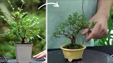 Developing a Chinese elm Bonsai