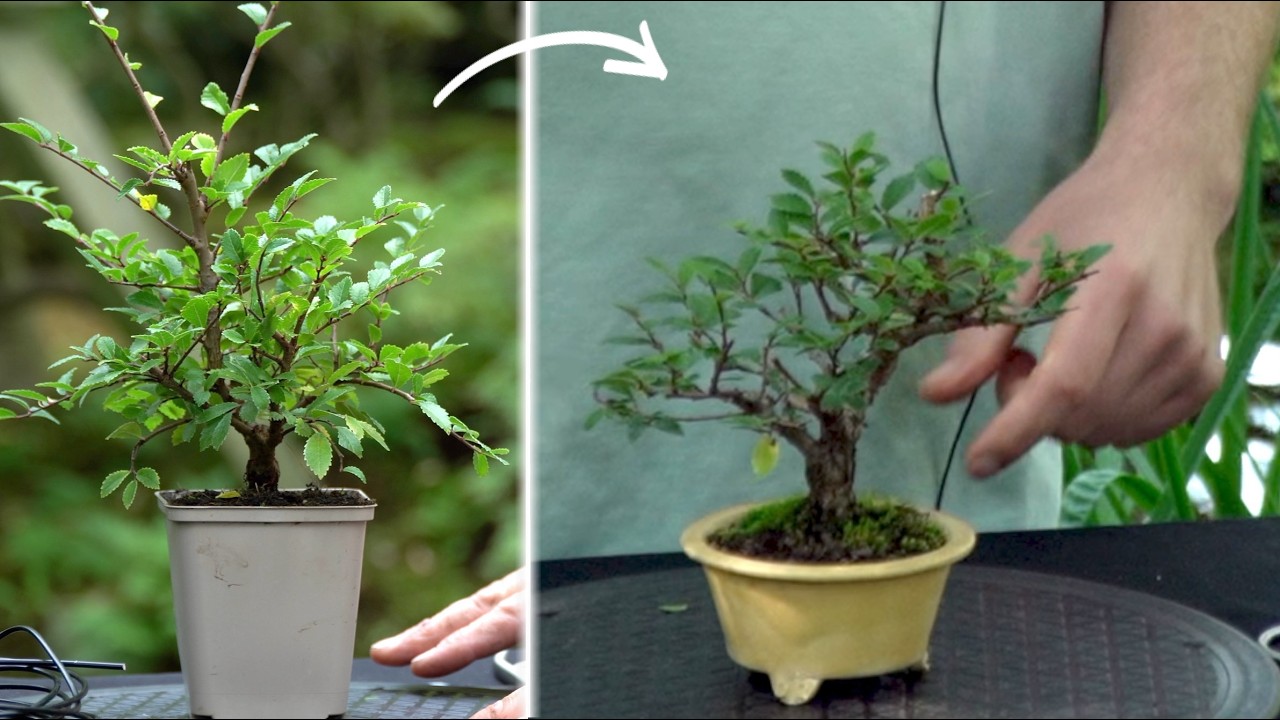 Developing a Chinese elm Bonsai