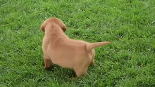 Fox Red Labrador Retriever Puppies For Sale by Greenfield Puppies 103 views 3 days ago 40 seconds