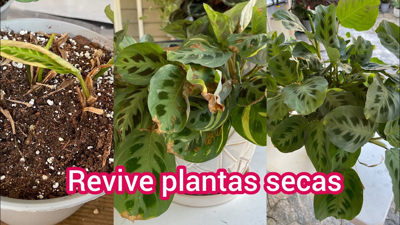 Revive plantas secas de Marantas y Calatheas| Ivet suculentas y mas