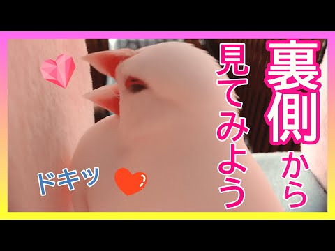 【文鳥3歳7か月①】ベッドの裏側から見て見たら…ふわふわのピーちゃんがそこにいた 3代目文鳥ピーちゃん 癒し系動物 Java sparrow