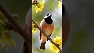 Beautiful Javana Sparrow #birds #thebirdsonggroup  #bird #birdsounds #finch