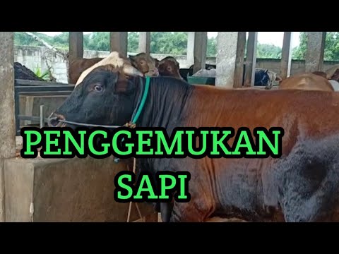 SUKSES..!! Usaha Penggemukan Sapi. - YouTube