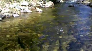 Fly Fishing