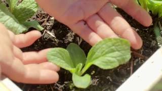 How to Thin Herbs