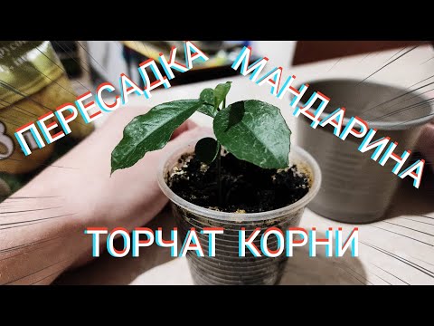 ПЕРВАЯ ПЕРЕСАДКА КОМНАТНОГО МАНДАРИНА В ДОМАШНИХ УСЛОВИЯХ. ТОРЧАТ КОРНИ, СТАРЫЙ ГОРШОК УЖЕ МАЛ.