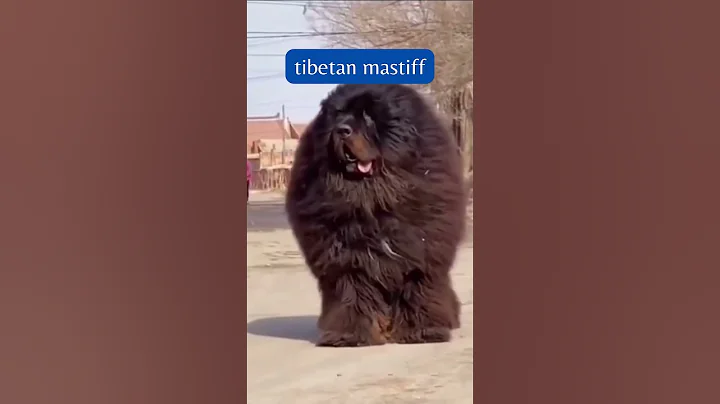 kangal dog vs  bullmastiff  | kangal dog #kangal #shorts