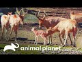 Família de cervo-do-padre-david recebe mais um filhote | O Zoológico | Animal Planet Brasil
