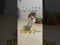 ポケモンみたいな鳴き声する猫