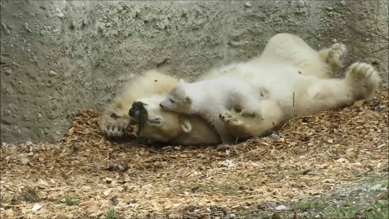 video phone beyonce mp3 an der Milchbar