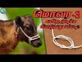 how to make cow face rope in tamil|மாடு மொவர கயிர் பின்னல் part -3