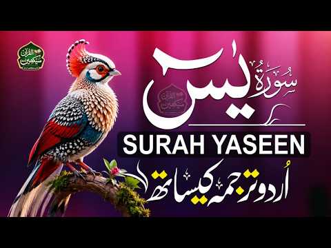 Surah Yasin سورة يس ❤️ | Urdu & Hindi Translation | Peace for the Heart, Hope for the Soul