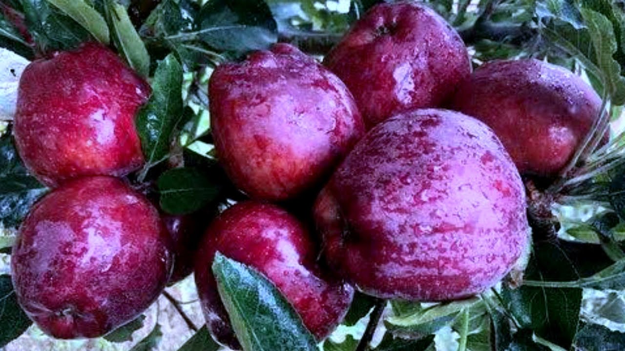 M9 king Roat apple variety of Kashmir jeromine apple kashmiriapple