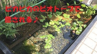 ピカピカのメダカのビオトープで癒される♪　healing　Biotope