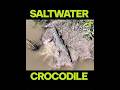 Catching a Relaxed Croc on the Bank #fishing #crocodile #outdoors