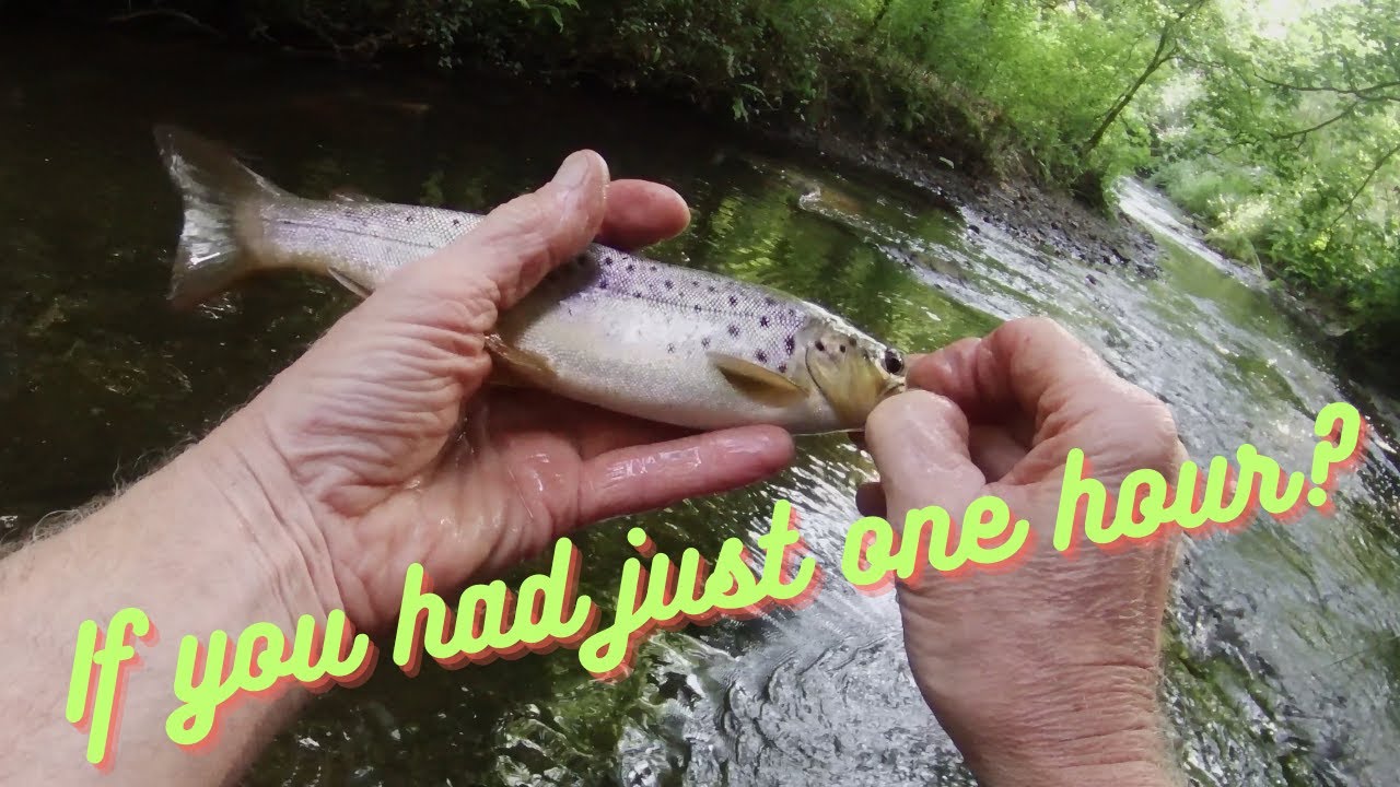 Dry fly and stolen moments on a shady summer stream. UK fly fish YouTube