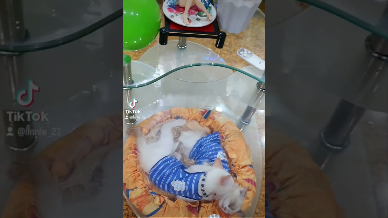 Furrybabies sweetness overload