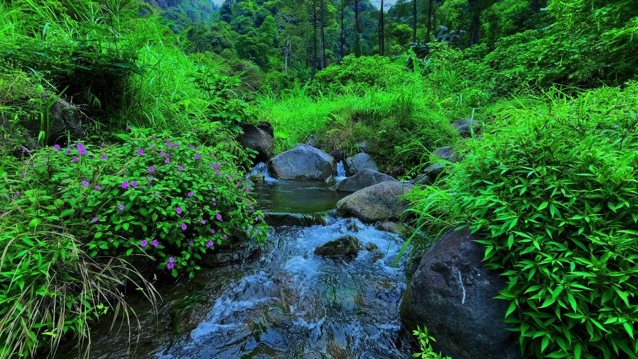 Peaceful River in Mountain Forest, Beautiful Bird Sounds, Relaxing Ambience for Sleep and Study