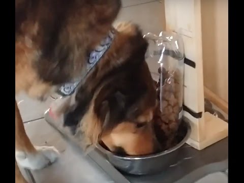 register emotional support dog free