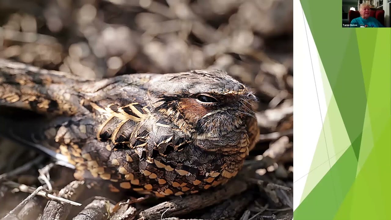 Birding the Lower Rio Grande Valley: Top Hotspots and More (JAN 2024)