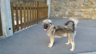 Karst Shepherd Dog - Kraški ovčar - Oliva