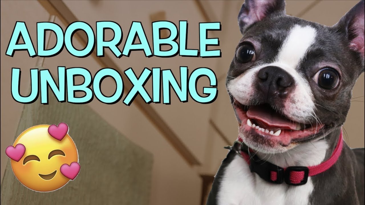 ADORABLE Boston Terrier Puppy Unboxing | BarkBox Feb 2019