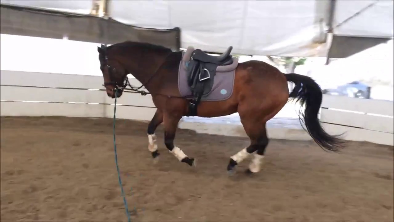 StretchTec Shoulder Relief Girth