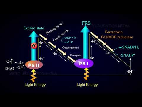 Video: Cik ATP rodas cikliskā fotofosforilācijā?