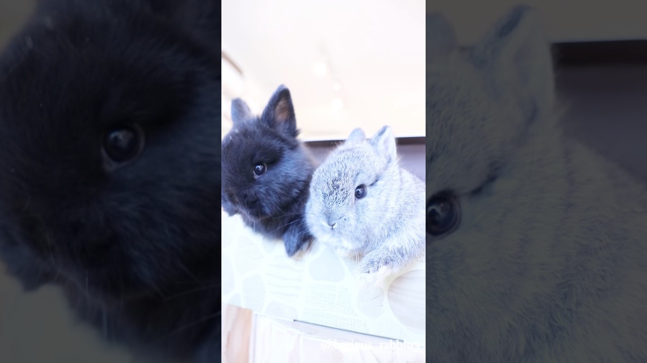 ルピナスラビトリー】うさぎ専門店｜高品質なアメリカンラビットの販売