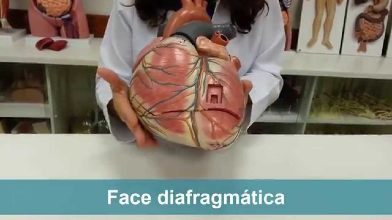 Coração parte 2: faces, câmaras, vasos da base, circulação sanguínea ana maria carvalho university of arizona