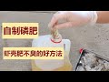 自制磷肥 虾壳肥不臭的好方法