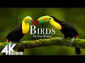 Birds of the world 4k  the healing power of bird sounds  scenic relaxation film