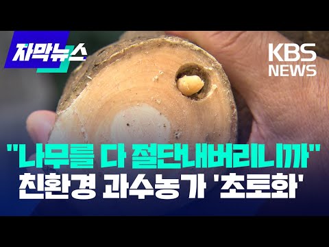 [자막뉴스] &amp;quot;나무를 다 절단내버리니까&amp;quot;…친환경 과수농가 &amp;#39;초토화&amp;#39; / KBS 2023.06.12.
