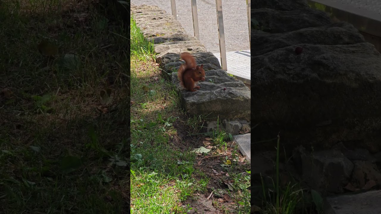 Знакомая рыжая) 🤗 Familiar Red the squirrel